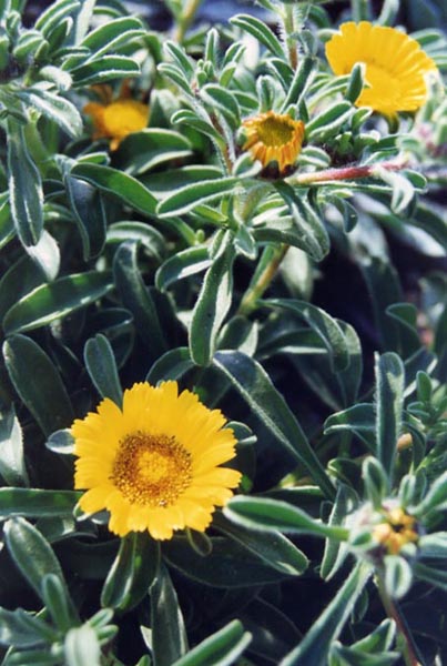 Pallenis maritima en fleurs sur les falaises littorales méditerranéennes